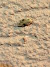 Agonopterix alstroemeriana