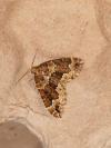 Lampropteryx suffumata