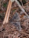 Brachionycha nubeculosa