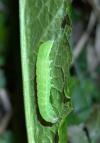 Phlogophora meticulosa