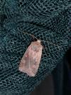 Conistra erythrocephala