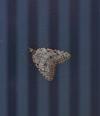 Nola confusalis