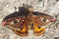 Saturnia pavonia