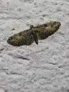 Eupithecia abbreviata