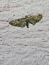 Eupithecia abbreviata