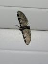 Eupithecia insigniata