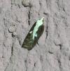 Acleris cristana