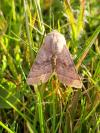 Orthosia opima