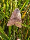 Orthosia opima