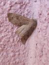 Orthosia populeti