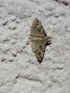 Alucita hexadactyla