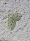 Colostygia multistrigaria multistrigaria