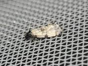 Cochylis atricapitana