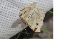 Macaria notata
