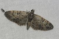 Eupithecia abbreviata