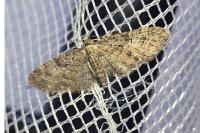 Eupithecia abbreviata