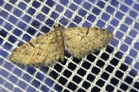 Eupithecia abbreviata