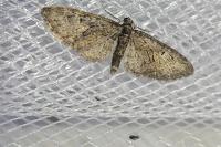 Eupithecia abbreviata
