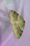 Plagodis pulveraria