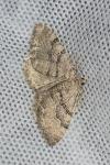 Rheumaptera cervinalis cervinalis