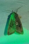 Orthosia gracilis