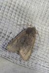 Orthosia populeti
