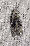 Altenia scriptella