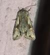 Chloantha hyperici