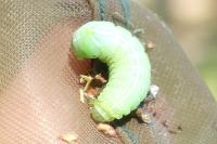 Amphipyra pyramidea