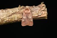 Cerastis leucographa