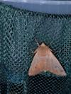 Conistra erythrocephala