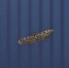 Eupithecia dodoneata