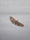 Eupithecia abbreviata