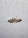 Eupithecia tantillaria