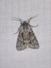 Acronicta auricoma