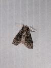 Polyploca ridens