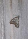 Nola confusalis