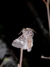 Drymonia ruficornis