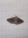 Aleucis distinctata