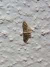 Idaea inquinata