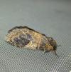 Notodonta tritophus