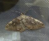Rheumaptera cervinalis cervinalis