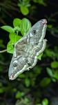 Saturnia pavonia