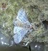Drymonia ruficornis