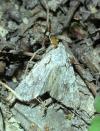 Lithophane ornitopus