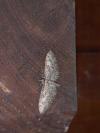 Eupithecia abbreviata