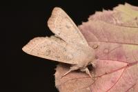 Orthosia gracilis