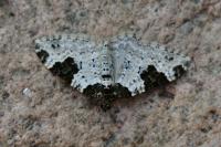 Xanthorhoe fluctuata
