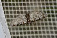 Eupithecia insigniata