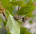 Erannis defoliaria